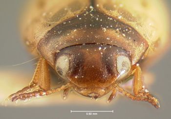Media type: image;   Entomology 5998 Aspect: head frontal view